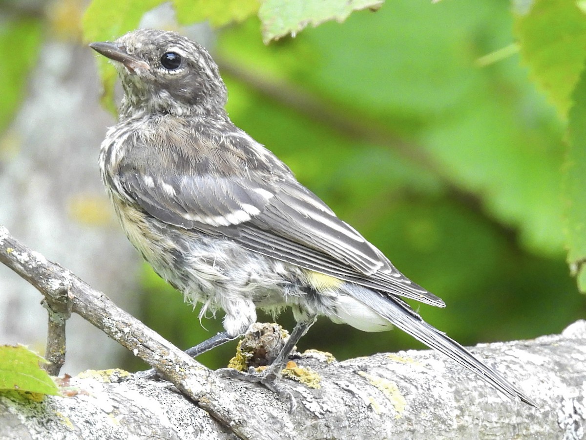 Yellow-rumped Warbler (Myrtle) - ML639604099