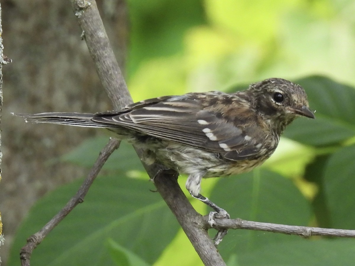 Yellow-rumped Warbler (Myrtle) - ML639604101