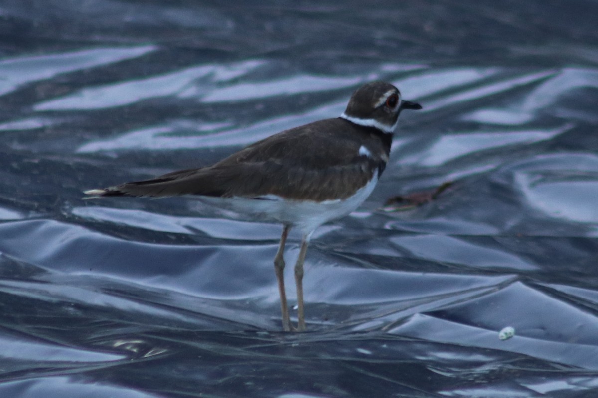 tobeltelo - ML639604118