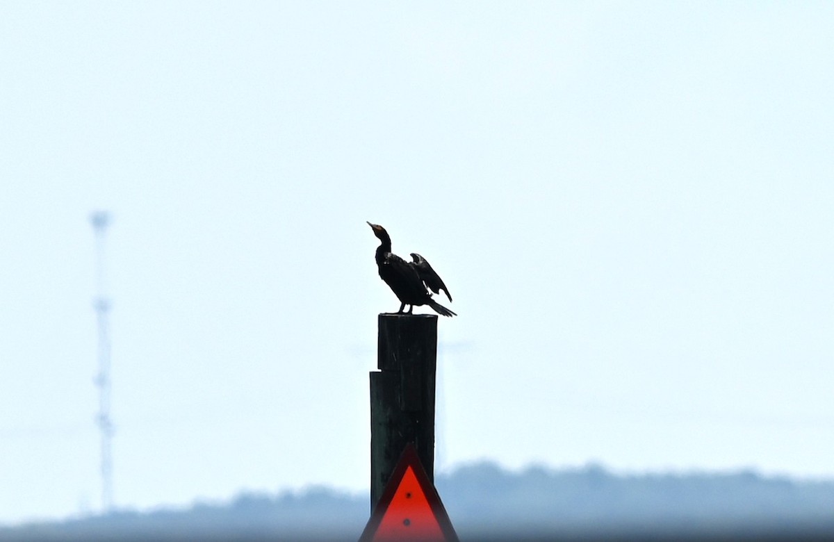 Double-crested Cormorant - ML639604146