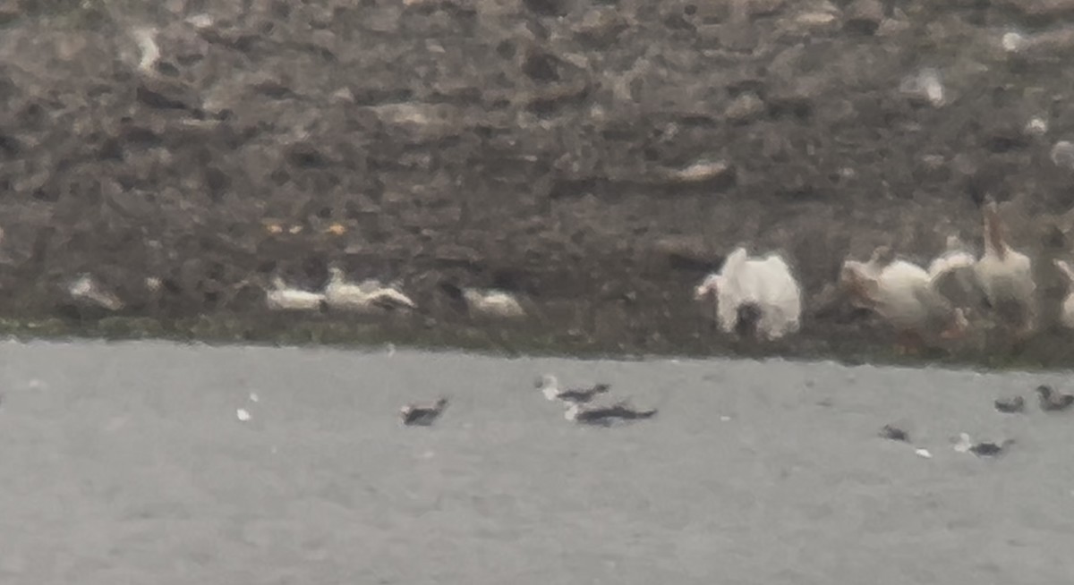 Snow Goose - ML639604157
