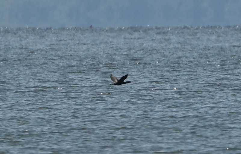 Double-crested Cormorant - ML639604158