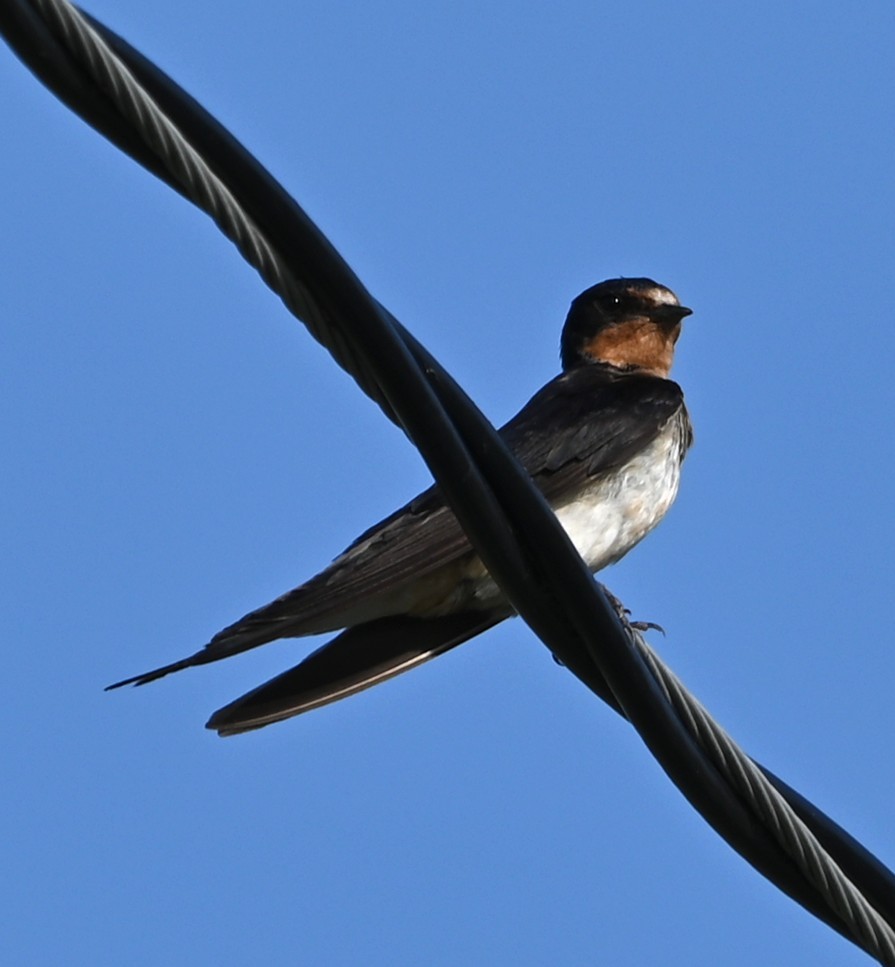 Barn Swallow - ML639604183