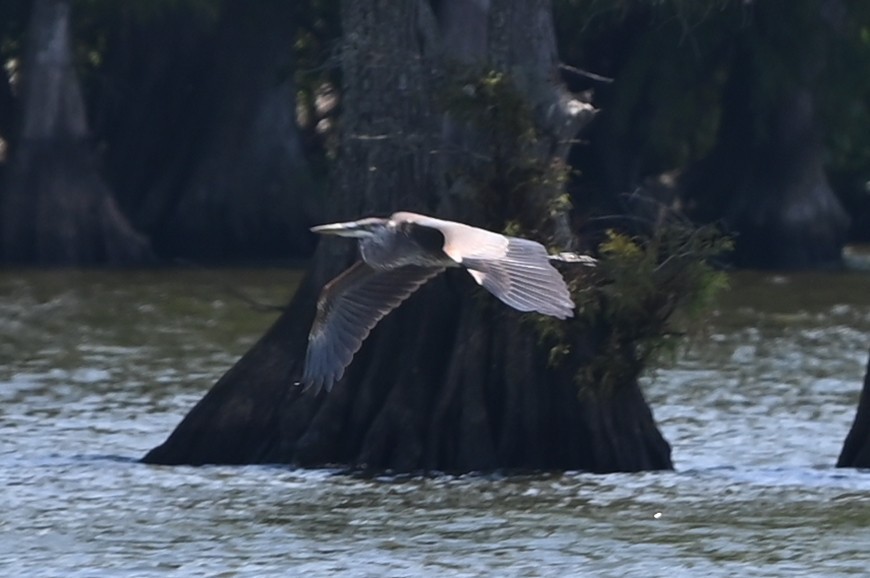 Great Blue Heron - ML639604193
