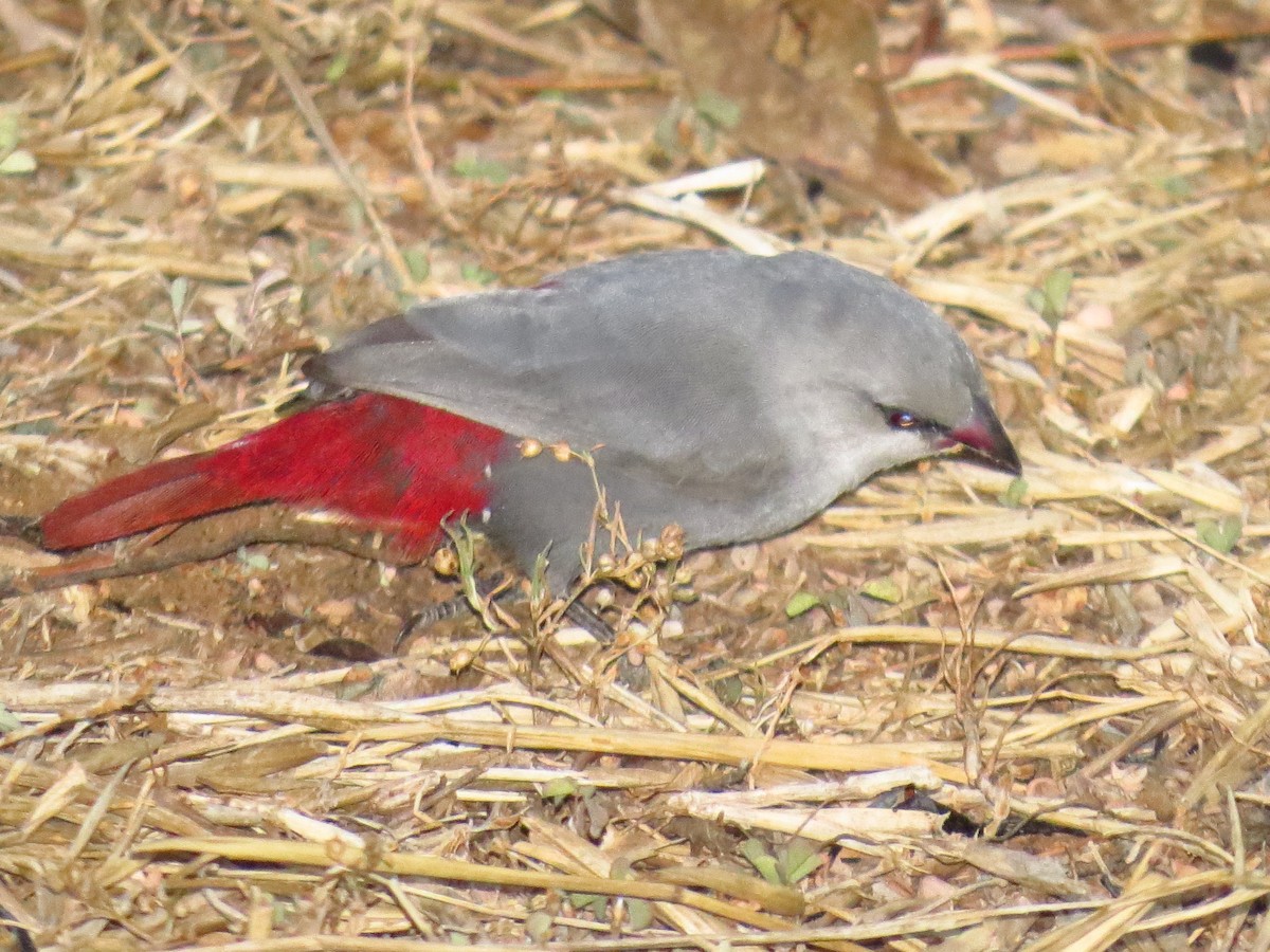 Lavender Waxbill - ML639604234