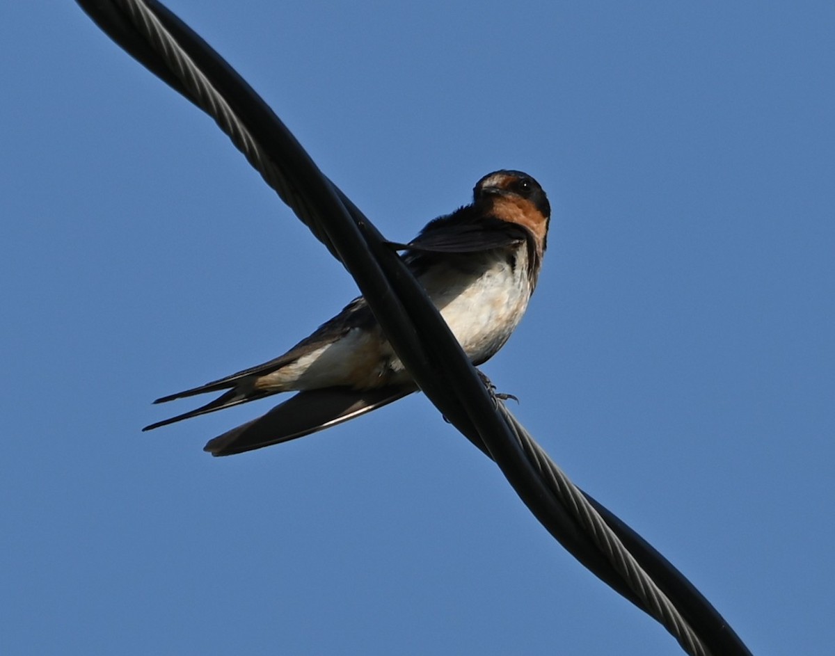 Barn Swallow - ML639604238