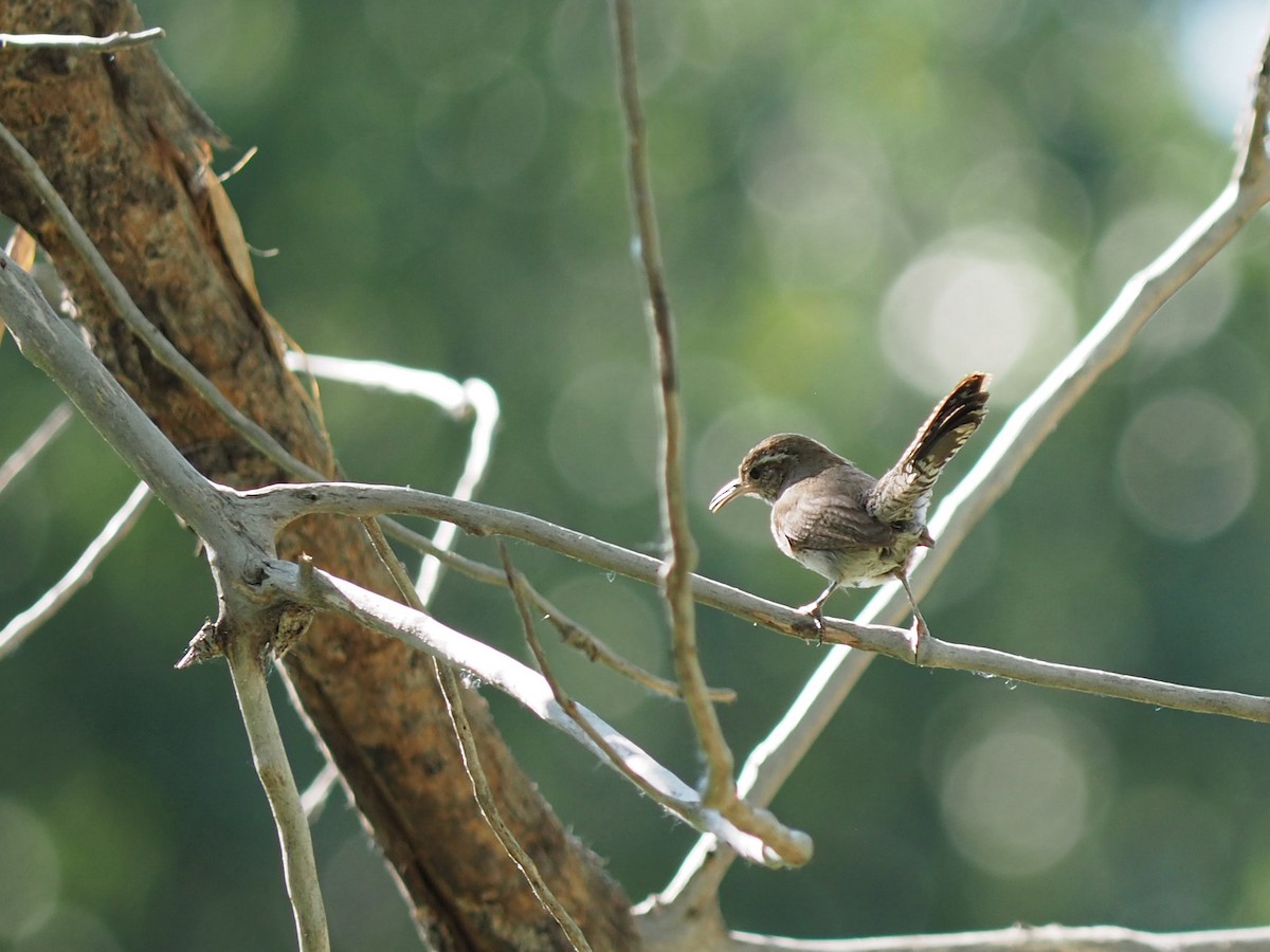 Bewick's Wren - ML639604256