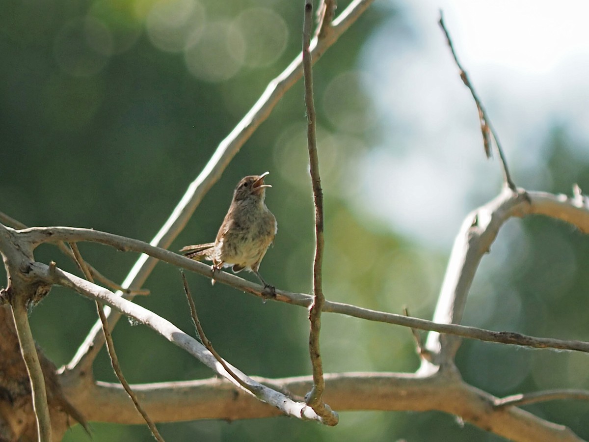 Bewick's Wren - ML639604257