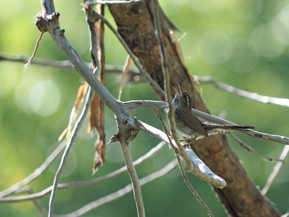 Bewick's Wren - ML639604259