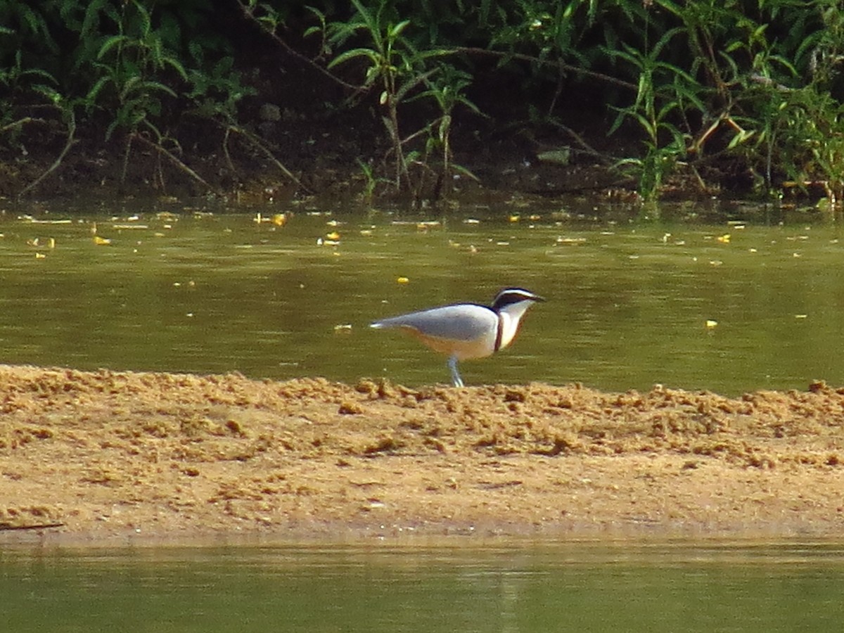 Egyptian Plover - ML639604262