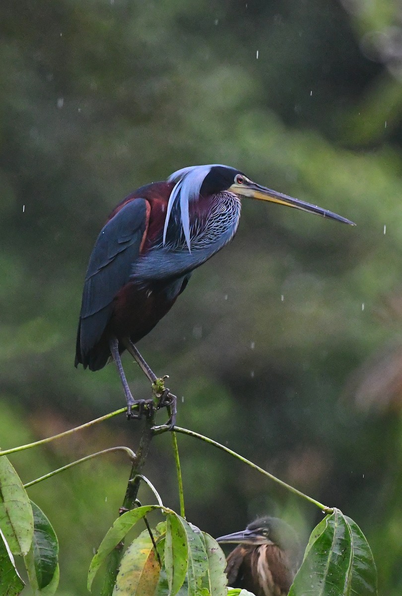 Agami Heron - ML639604284