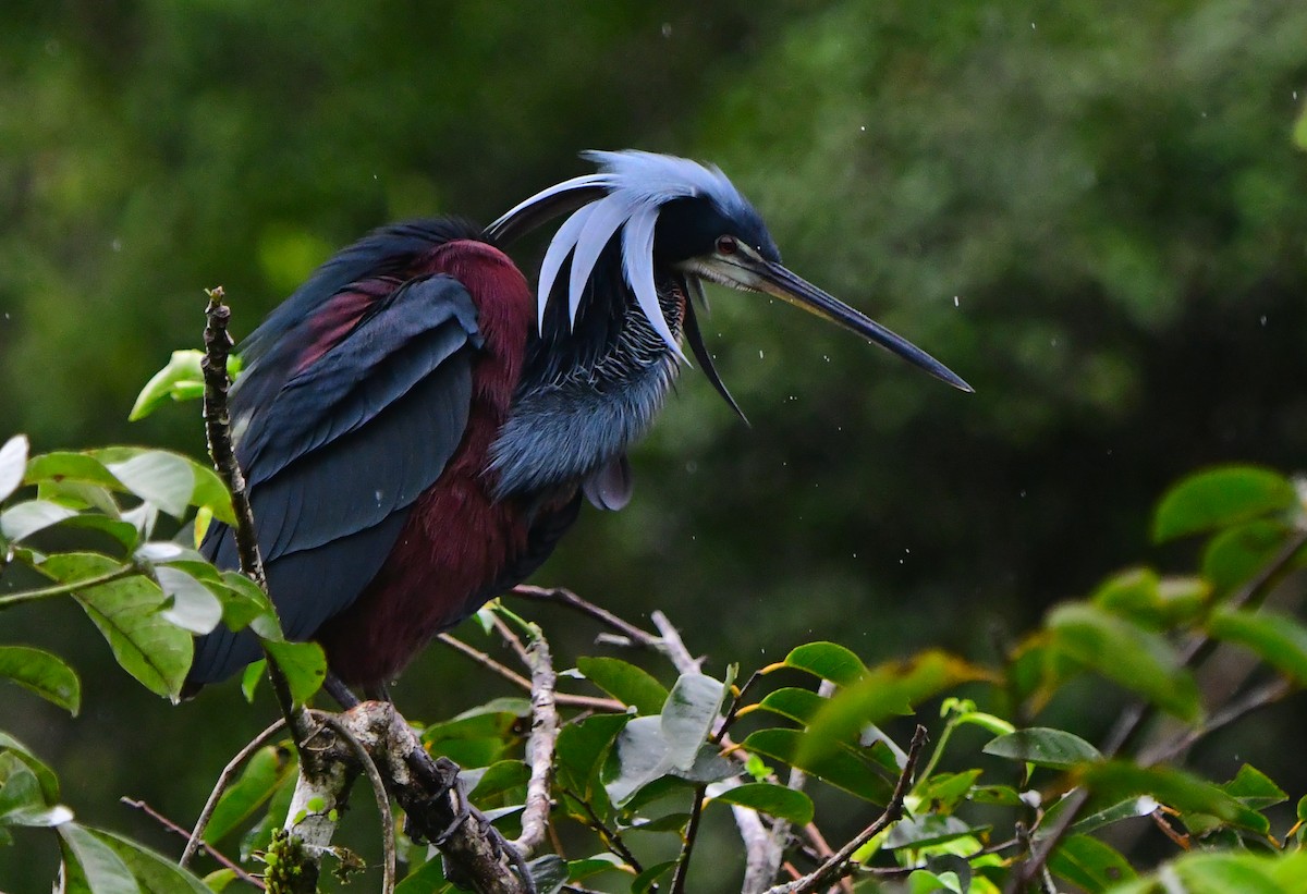 Agami Heron - ML639604285