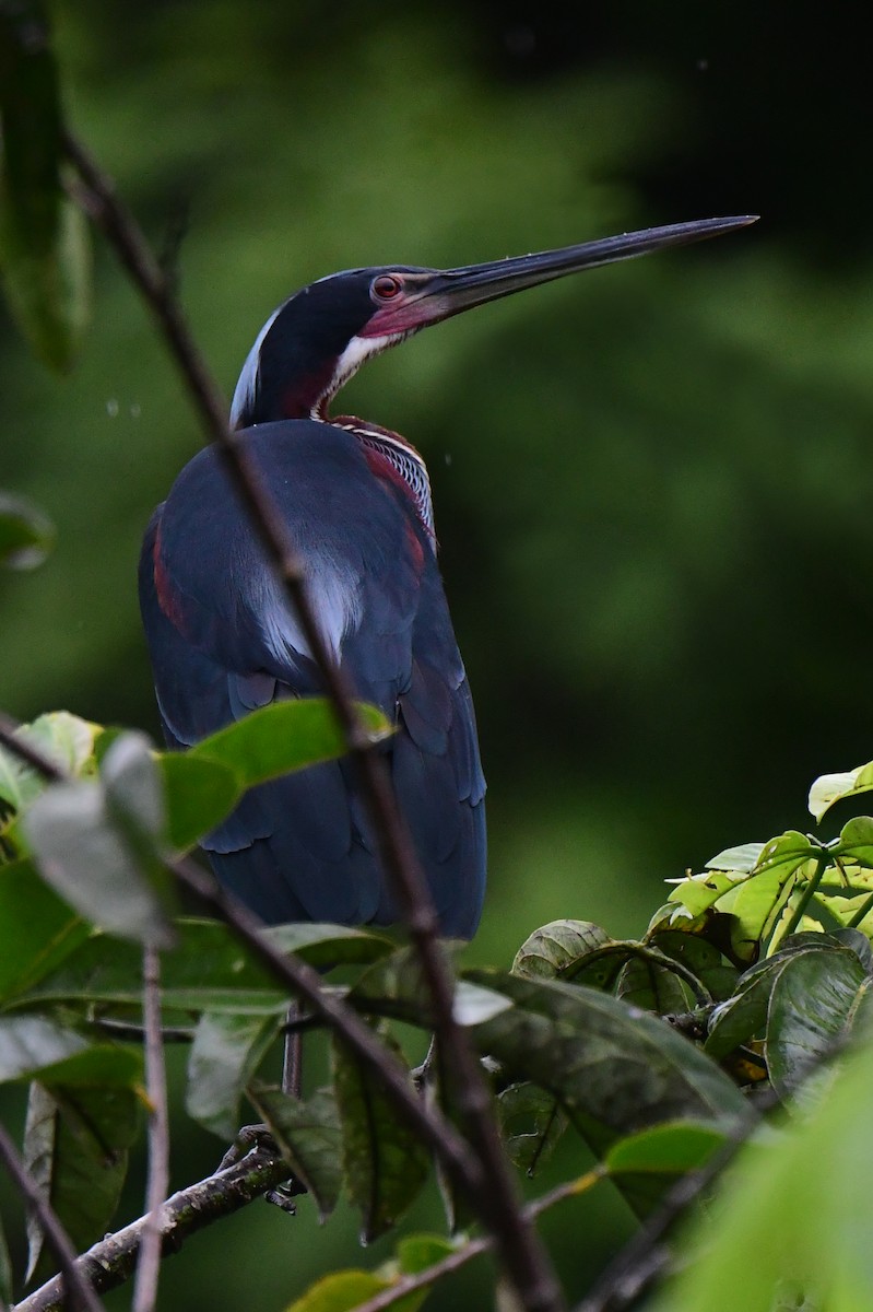Agami Heron - ML639604286