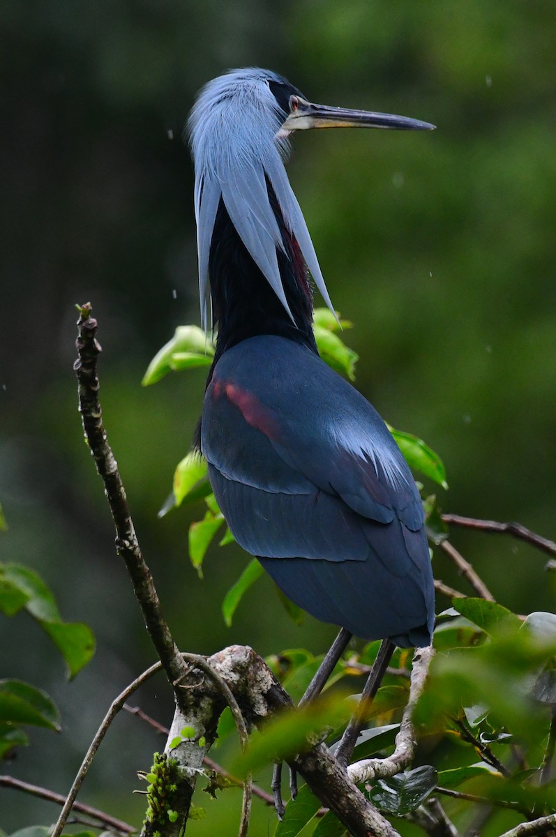 Agami Heron - ML639604288
