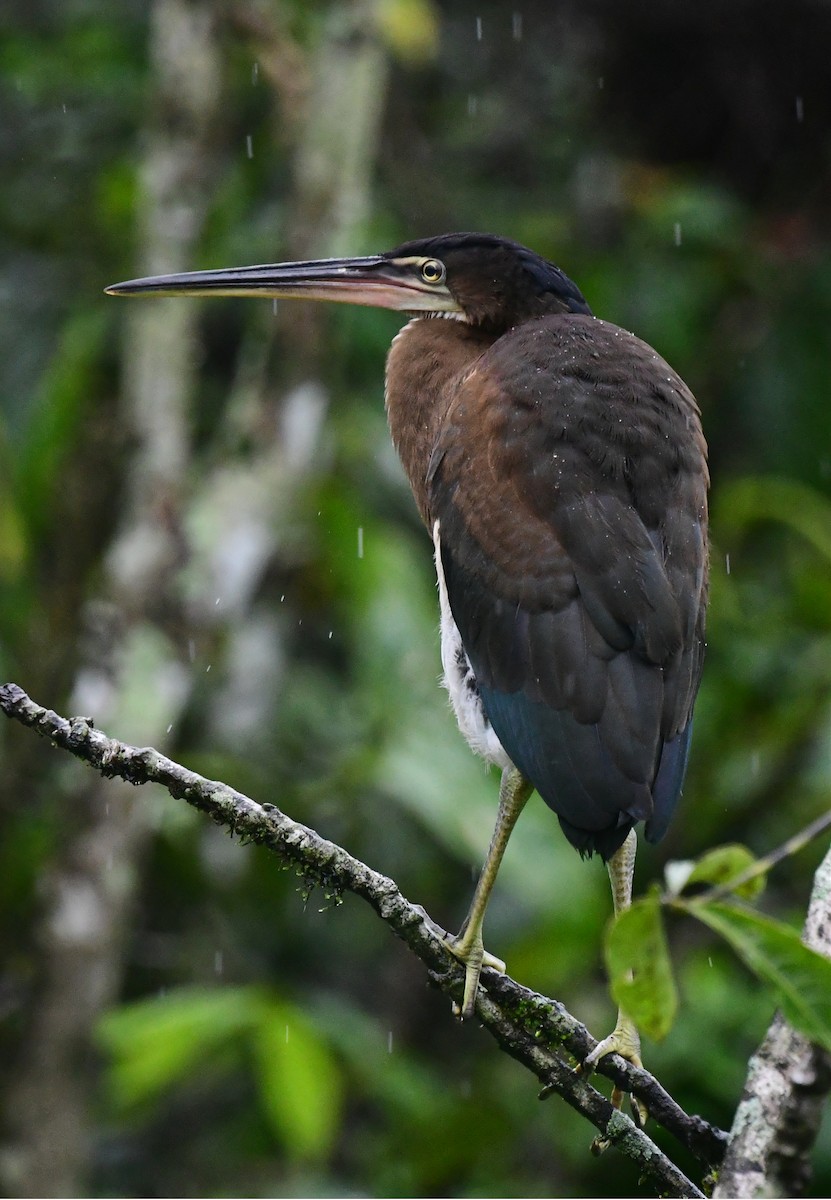 Agami Heron - ML639604289