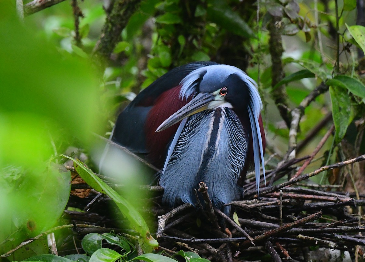 Agami Heron - ML639604290