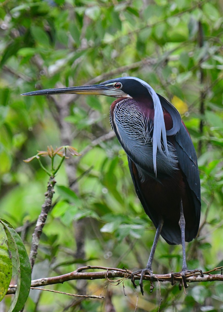 Agami Heron - ML639604291