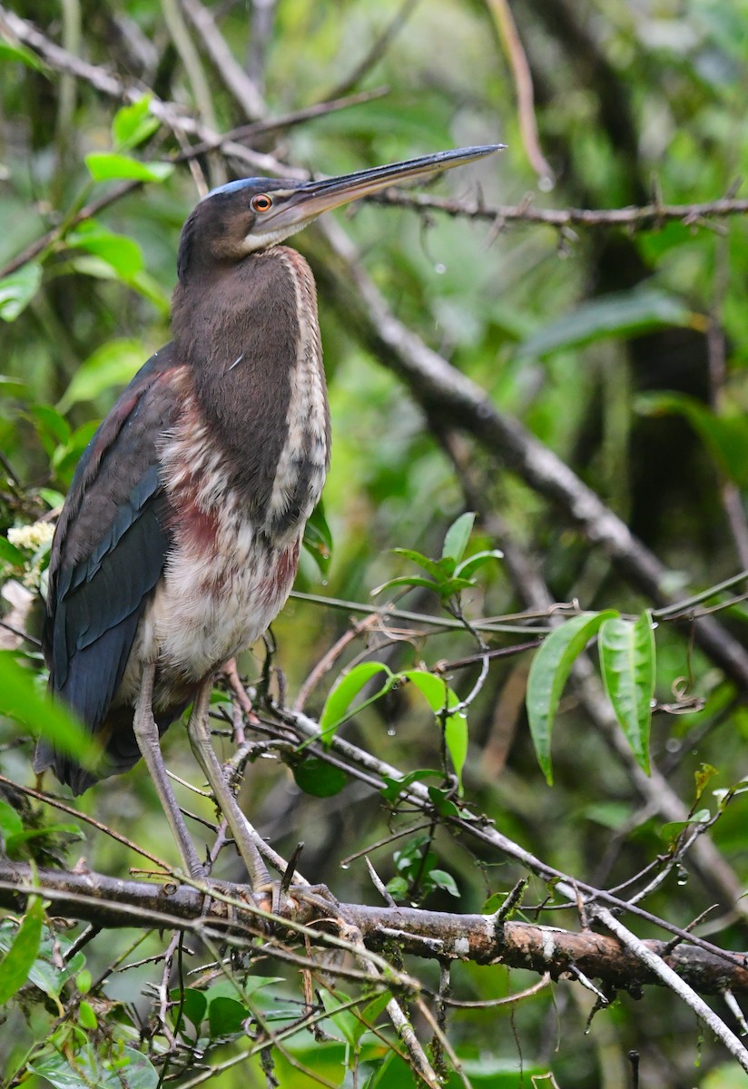 Agami Heron - ML639604293