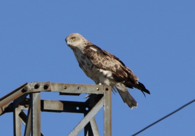 orlík krátkoprstý - ML639604358