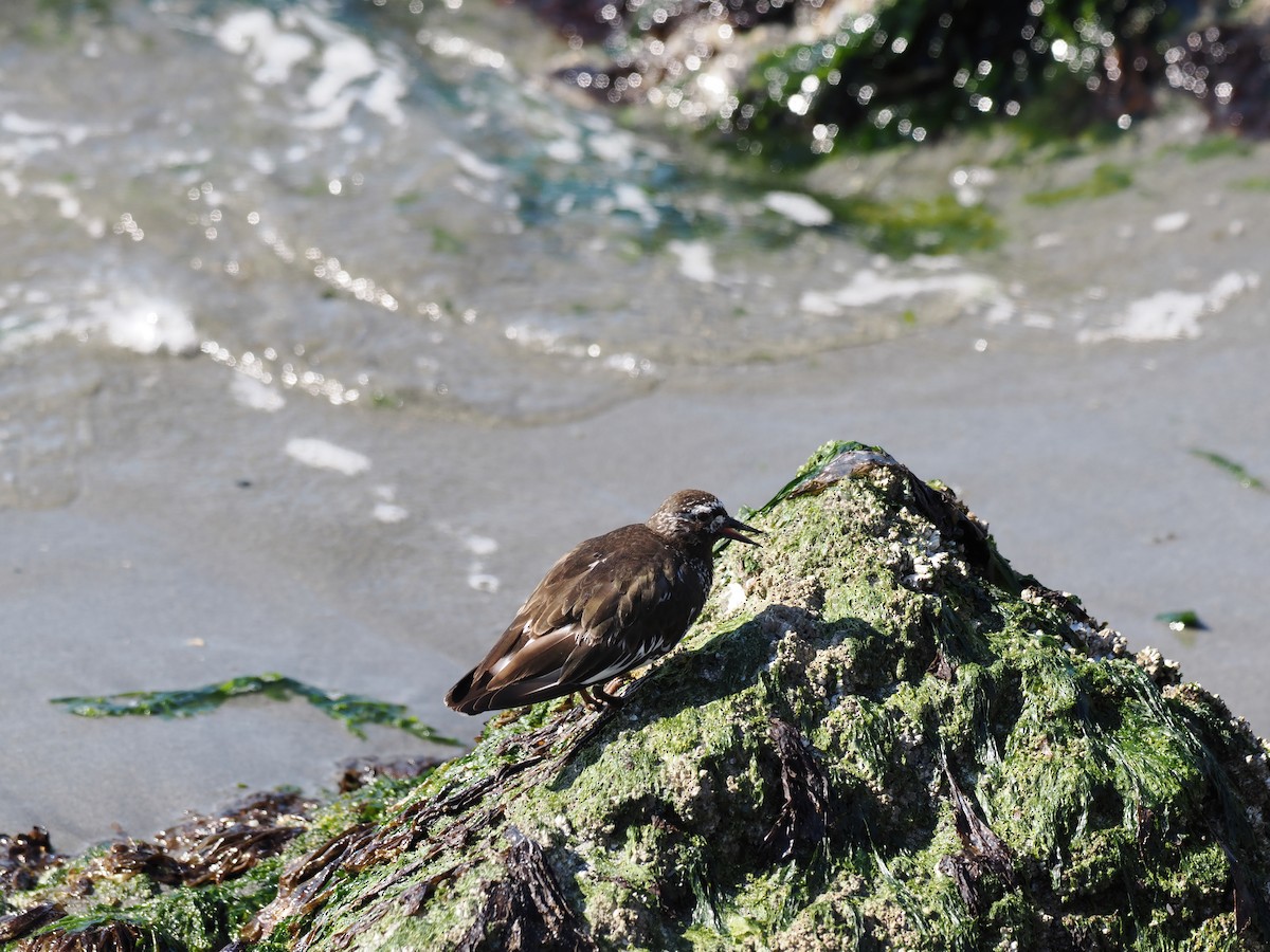 Black Turnstone - ML639604408
