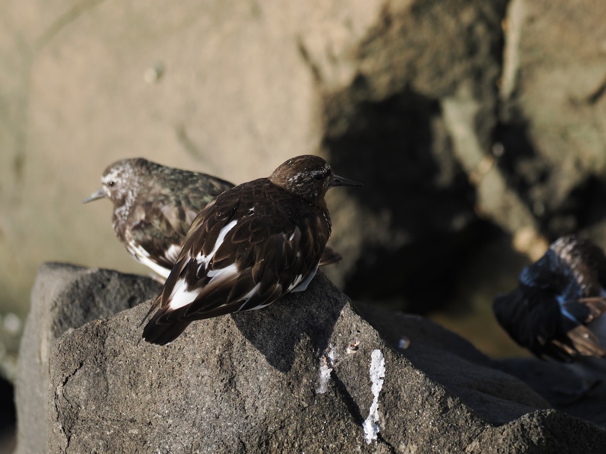 Black Turnstone - ML639604448