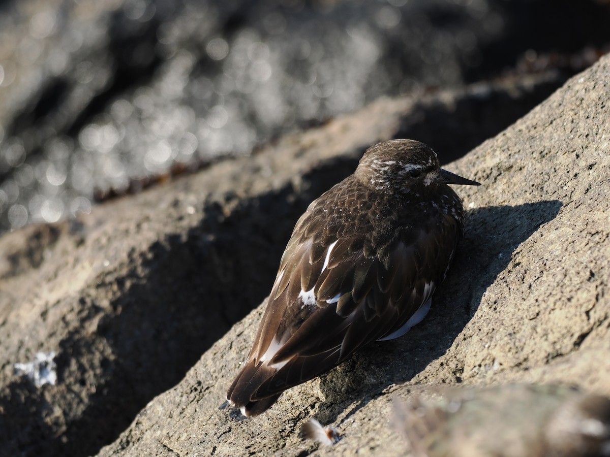 Black Turnstone - ML639604489