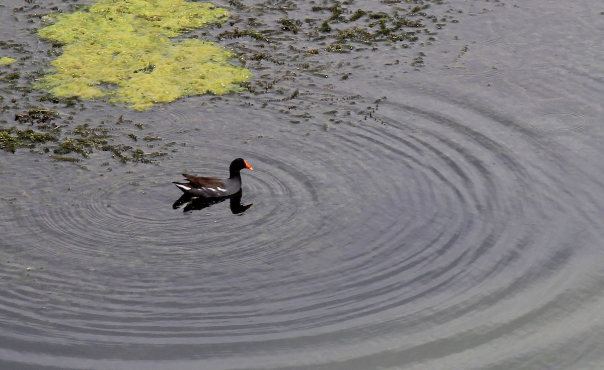 Common Gallinule - ML639604512