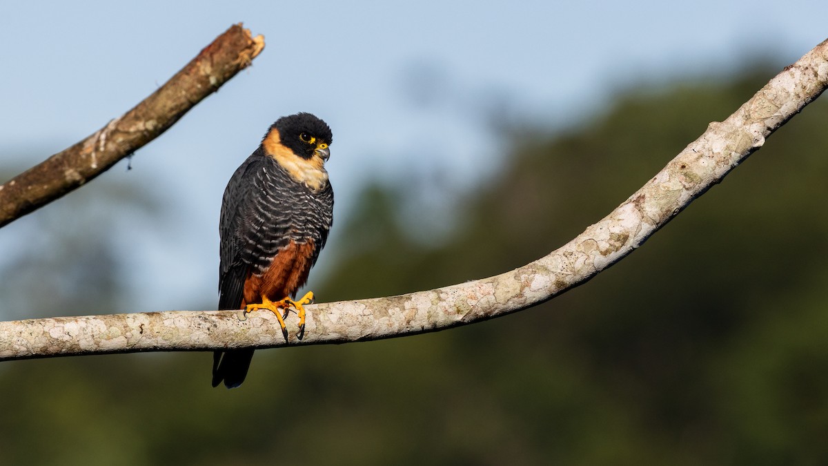 Bat Falcon - ML639604587