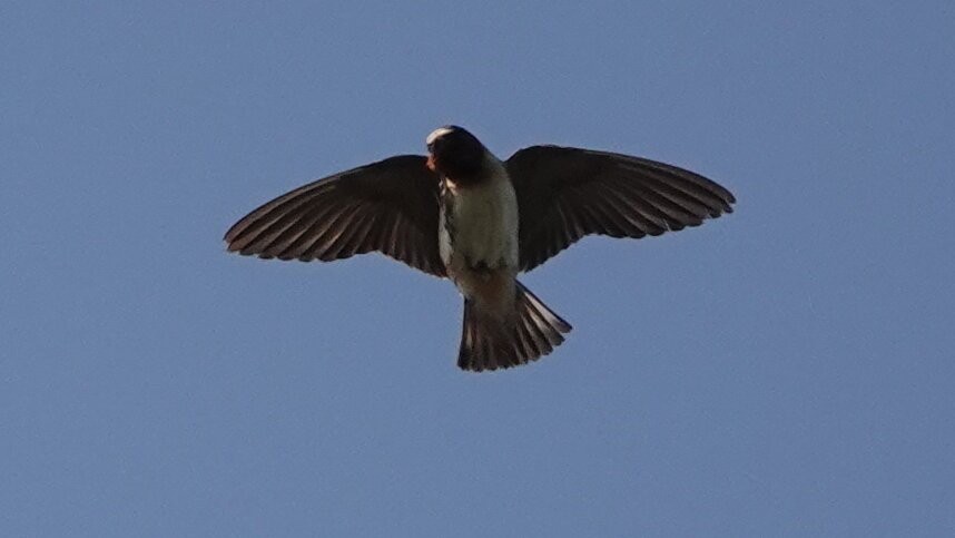 Cliff Swallow - ML639604593