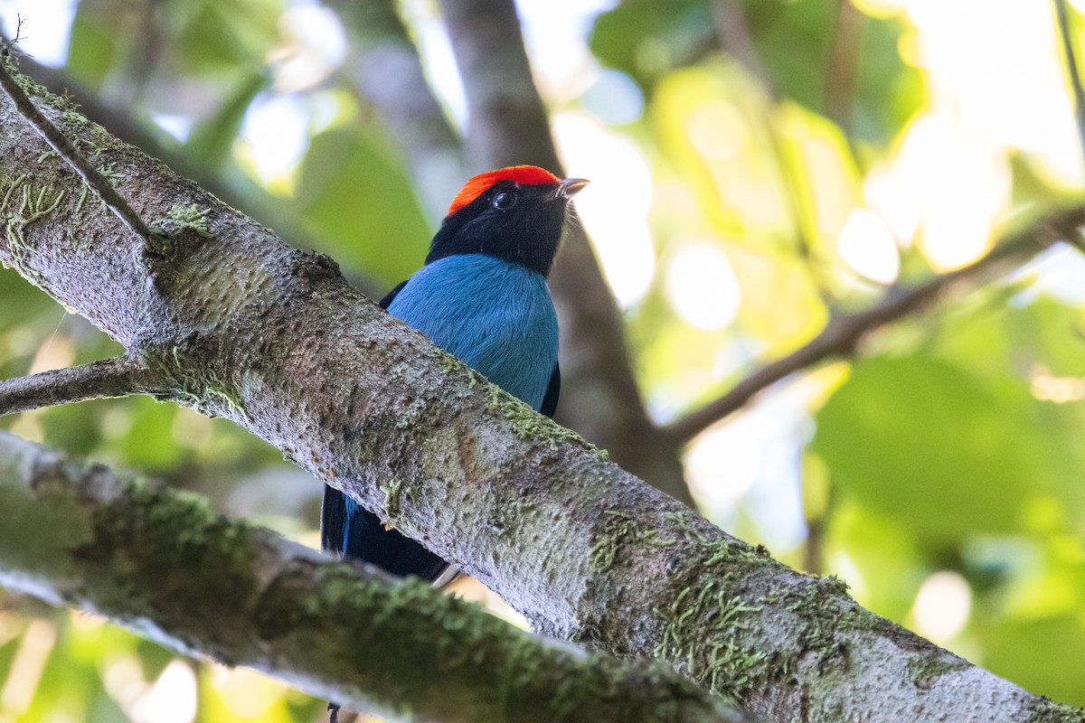 Swallow-tailed Manakin - ML639604602
