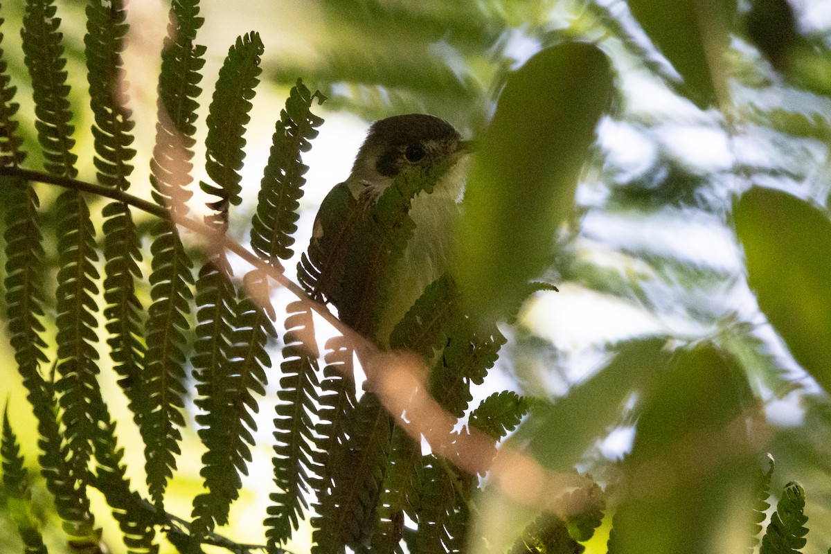 Sepia-capped Flycatcher - ML639604604