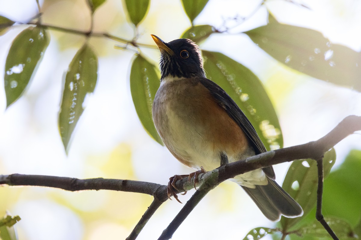 White-necked Thrush - ML639604607