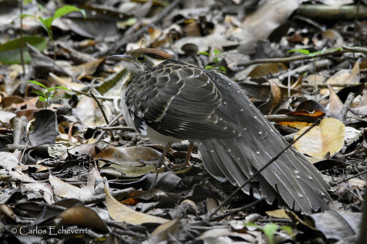 Pheasant Cuckoo - ML63960461