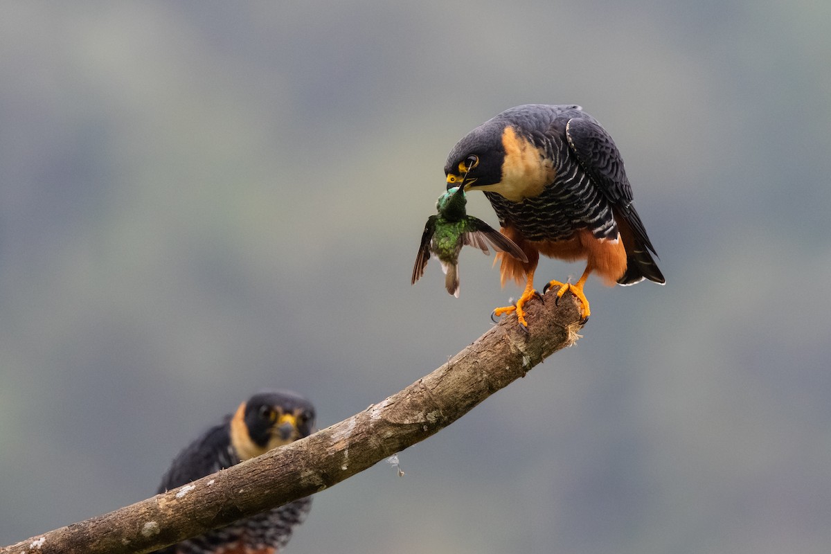 Bat Falcon - ML639604627