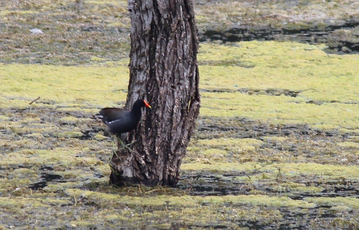 Common Gallinule - ML639604628