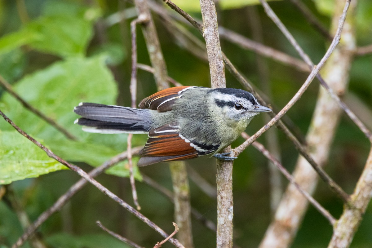 Rufous-margined Antwren - ML639604652