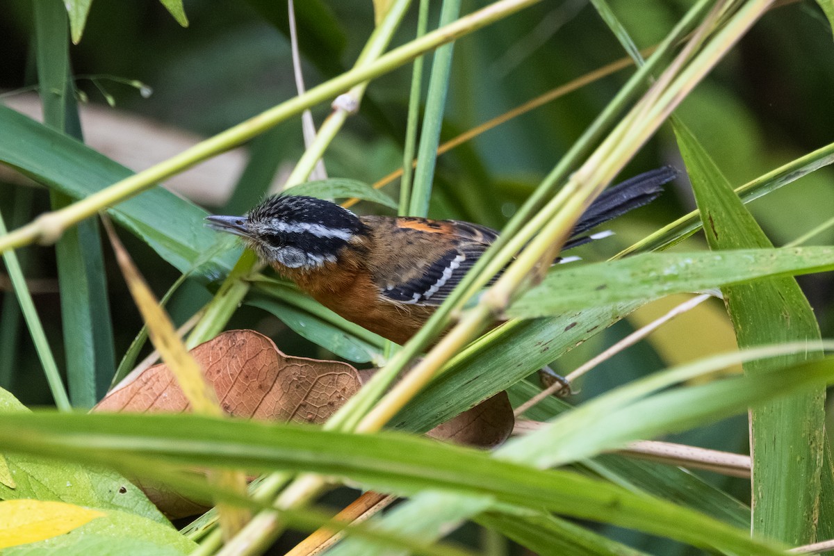 Ferruginous Antbird - ML639604656