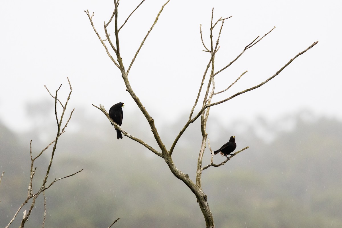 Red-rumped Cacique - ML639604666