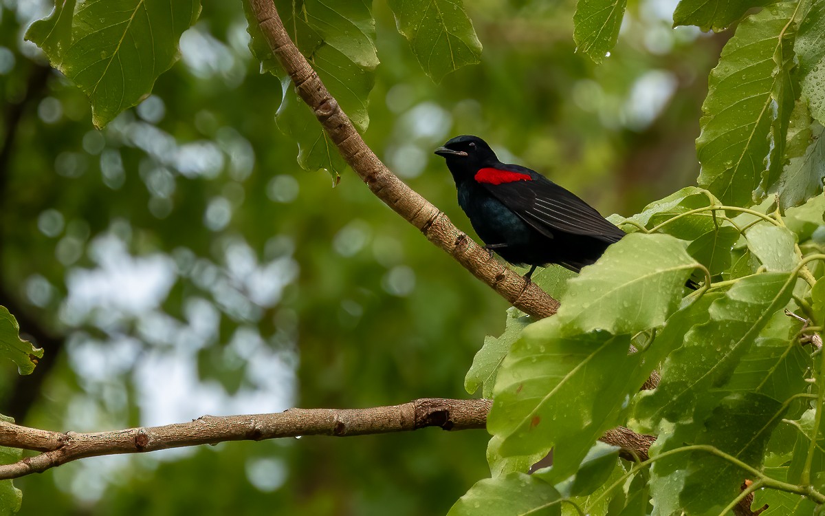 Red-shouldered Cuckooshrike - ML639604668