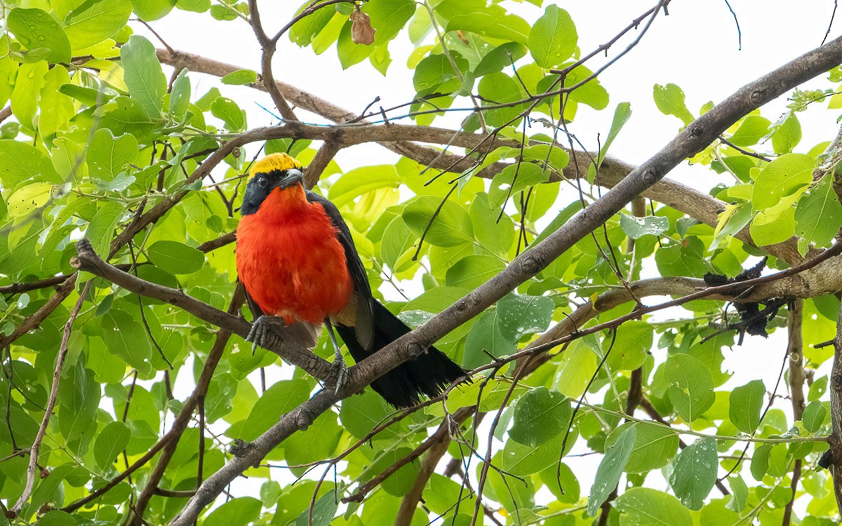 Yellow-crowned Gonolek - ML639604686