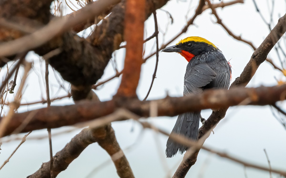 Yellow-crowned Gonolek - ML639604687