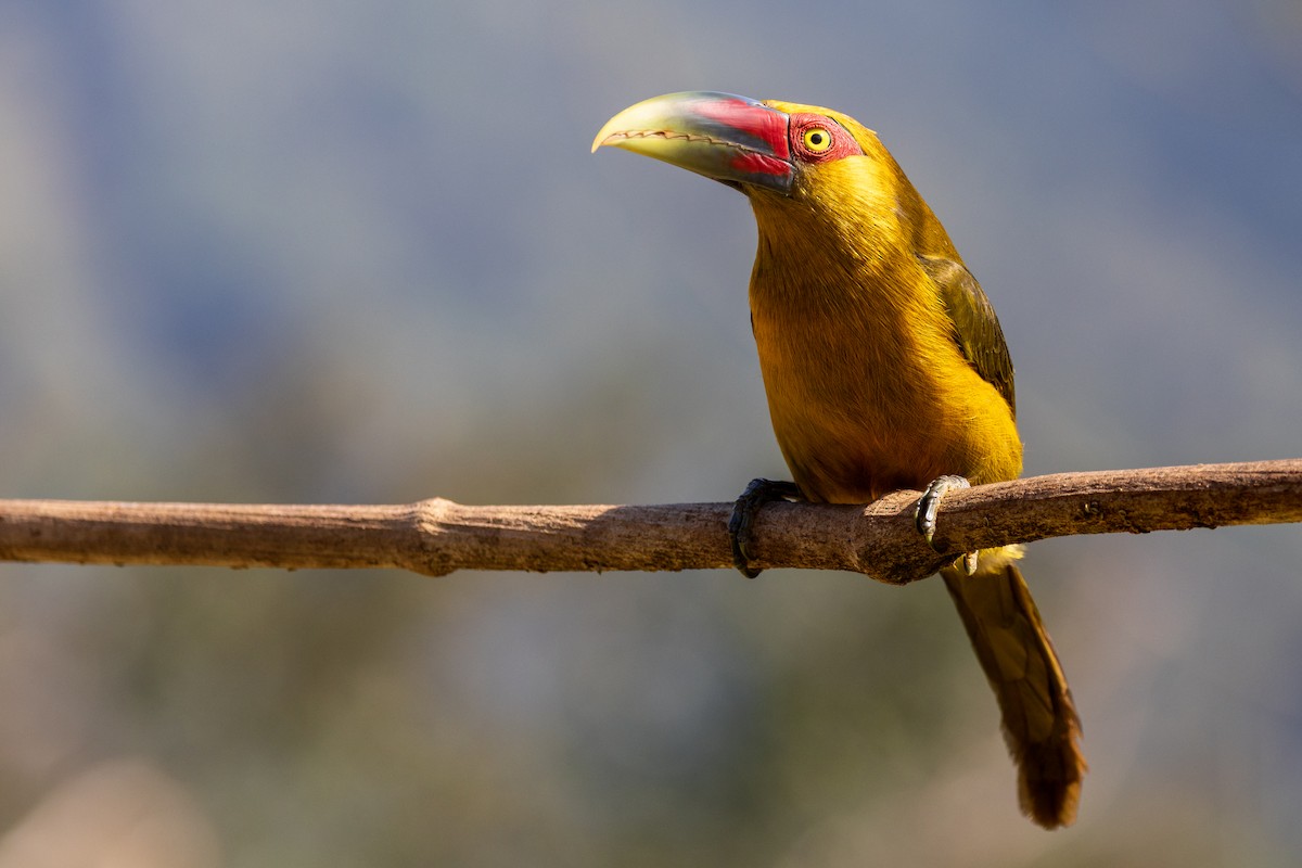 Saffron Toucanet - ML639604695