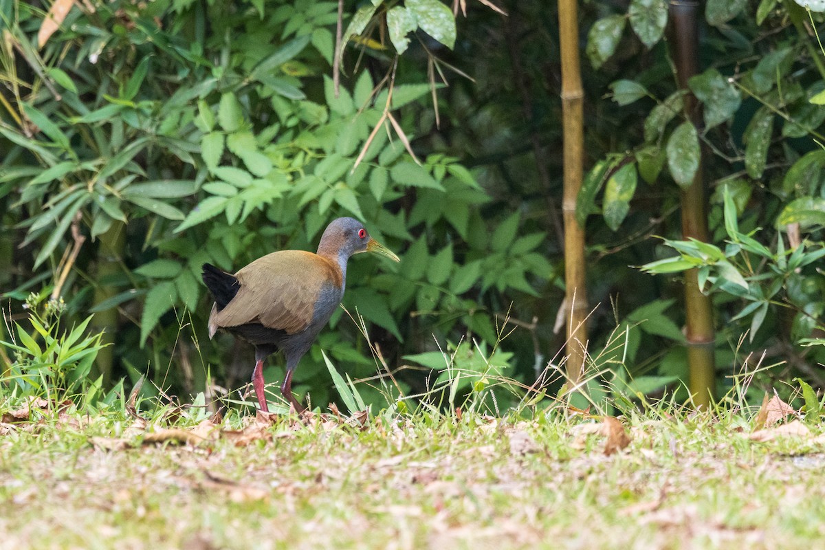 Slaty-breasted Wood-Rail - ML639604710