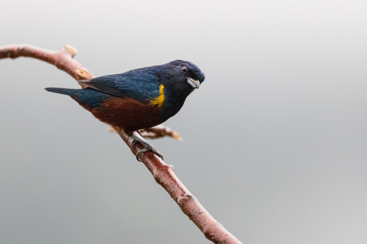 Chestnut-bellied Euphonia - ML639604712