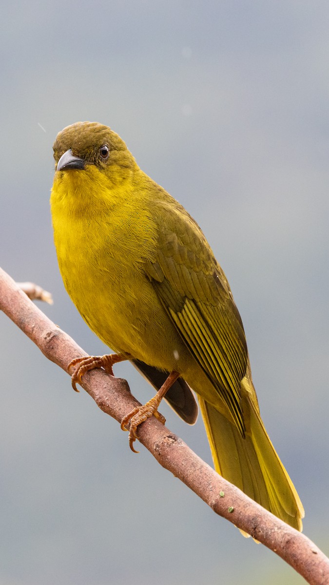 Olive-green Tanager - ML639604717