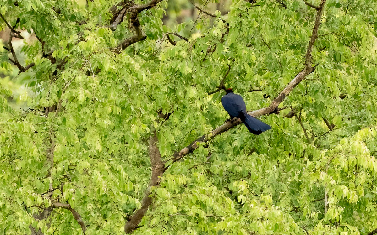 Turaco Violáceo - ML639604721