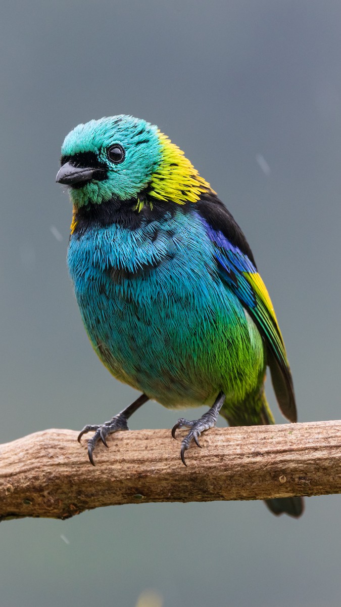 Green-headed Tanager - ML639604722