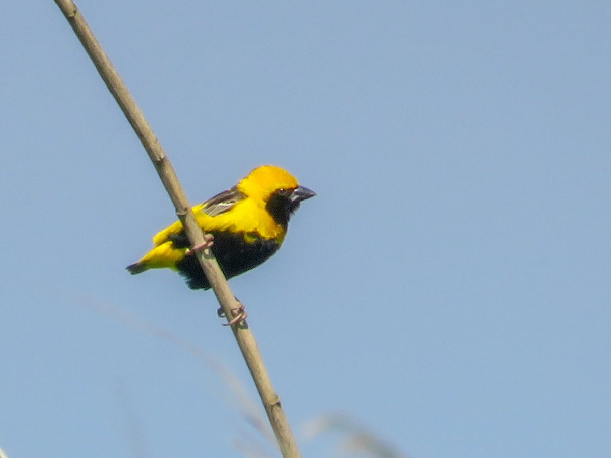 gulkronebisp - ML639604726