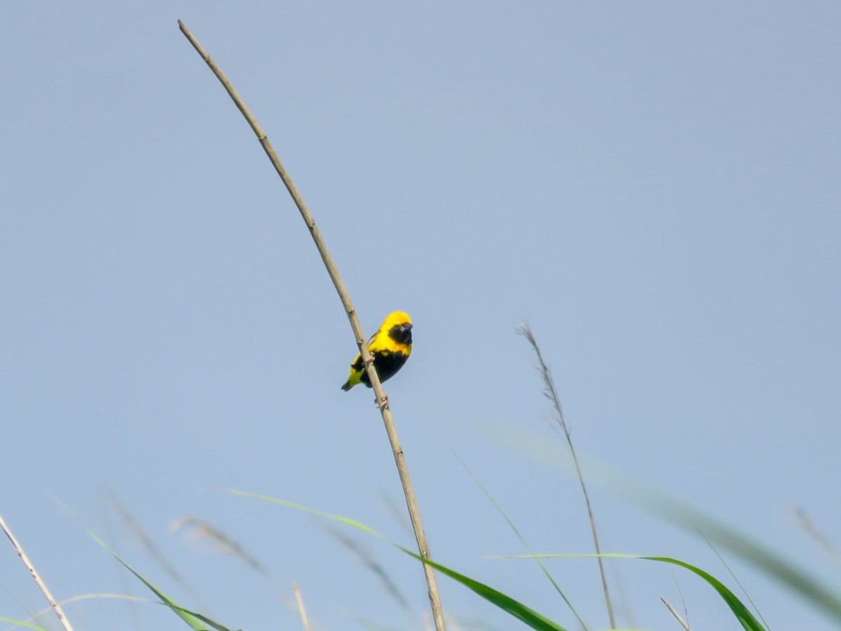 gulkronebisp - ML639604733