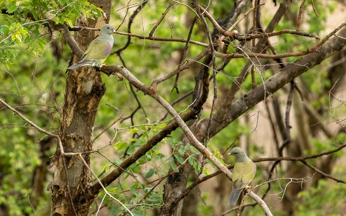 Bruce's Green-Pigeon - ML639604750